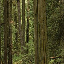 Foto: Sterling Lorence.