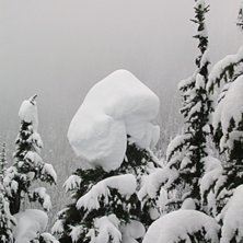 Foto: jag. &Aring;kare: en svamp.