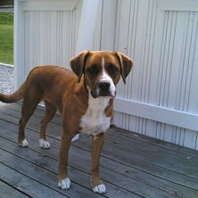 min hund jessie. Foto: Jag.