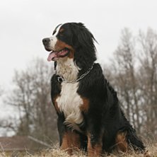 Bild p&aring; hunden bara. Efter &ouml;nskem&aring;l.... Foto: Richard Sundberg. &Aring;kare: Baloo.