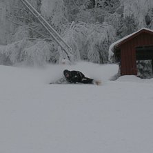 Skwal i Sunne. Ensamma i backen, 15 cm kallsn&ouml; un. Foto: Victoria Jonassen. &Aring;kare: Dan Rudhag.