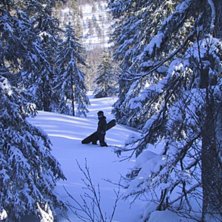 en fin dag i skogen ... Foto: andreas blomberg. &Aring;kare: martin blomberg.