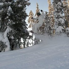 P&auml;rra p&aring; v&auml;g mot ett tr&auml;d!. Foto: H&aring;kan Nilsson. &Aring;kare: P&auml;r sundqvist.
