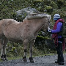 Fant en fin hest p&aring; klatretur i Hardanger i Norge. Foto: Stian.
