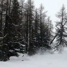 Djupt nr 1 i l&auml;rkskogen. Foto: Sture &Aring;gren. &Aring;kare: Peter Karlsson.