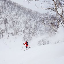Tr&auml;dflyg i Niseko. Foto: Edwin Ljungstrand. &Aring;kare: Andreas Ojam&auml;e.