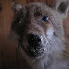 Barvakt l&auml;ngst in i dalen.. Foto: Jonny. &Aring;kare: Zigger&auml;v.