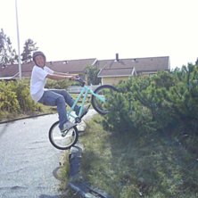 abobaka p&aring; en 40 cm h&ouml;g tr&auml; stock. Foto: Marcus nordin. &Aring;kare: Wille &ouml;sstenson.