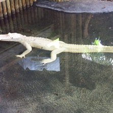 The albino aligator.
