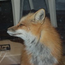 Foto: Matt &amp;quot;Kiwi&amp;quot; Watts. &Aring;kare: Steve Fox.