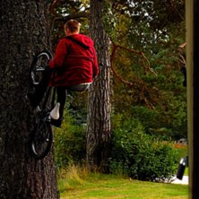 Henke h&ouml;gt uppe p&aring; tr&auml;det!. Foto: Simon Lindberg. &Aring;kare: Henrik Westlund.