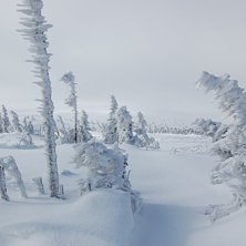 Foto: Linn&eacute;a Johansson.