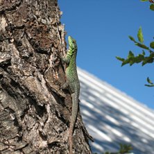 Foto: John Skogsbacke. &Aring;kare: Mr Lizzard.