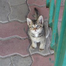 Foto: alvin marelius (jag). &Aring;kare: katt.