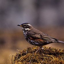 Bl&auml;ndare: 5,6
Slutare: 1500
Objektiv: 400mm
Fi. Foto: Johan St&aring;hlberg. &Aring;kare: R&ouml;dvingetrast.