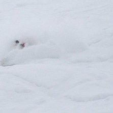 N&auml;sta bild.... Sjukt djup sn&ouml; h&auml;r. Jag trillar . Foto: Susanne Nielsen. &Aring;kare: Johan Larson.