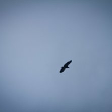 Foto: Christine Hargin.