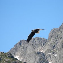 Havs&ouml;rn n&auml;ra trollfjorden. Foto: Gustaf Karlsson.