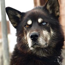 Don&acute;t mess with me boy!!!. Foto: Fred. &Aring;kare: Kauto.