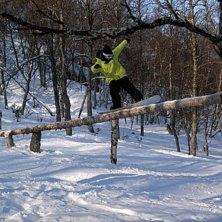 &amp;quot;Storstammen&amp;quot;. Foto: Pake. &Aring;kare: Arvid.