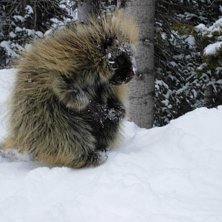 V&aring;rat lilla liftdjur! . Foto: Staffan Bj&ouml;rklund. &Aring;kare: Porky Pine, &amp;quot;Snicky&amp;quot;.