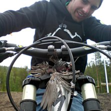 F&aring;gel i styrstammen.... Foto: moi. &Aring;kare: dannedieharder.