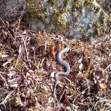 F&ouml;rsta Huggorm 28/4. Foto: ian archibald.