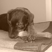 Killerdog ;). Foto: Sandra. &Aring;kare: Wilma.