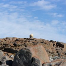 Skibum, Beachbum, Polarbearbum.... Foto: Katrin Baumgartner.