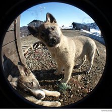 Nyfikna Greenland Huskies!. Foto: Fred. &Aring;kare: Kids.