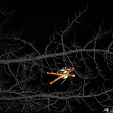 Skidskytte VM. Foto: Christopher Perry. &Aring;kare: N/A.