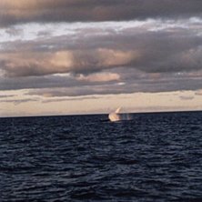 Val med spring i benen. Foto: Ulf Brissman. &Aring;kare: Val.