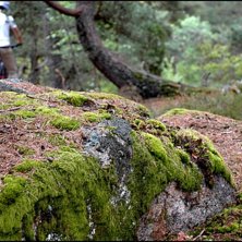 Foto: Eric Westling. &Aring;kare: Marcus Andersson.