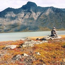 &Auml;hpar med Pierikpakte och Pierikjaure i fokus. Da. Foto: Mattias Clarin.