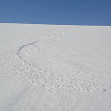 &Aring;ttor i slasksn&ouml;n p&aring; baksidan Nordalsfj&auml;llet i. Foto: Mikael &Aring;sell. &Aring;kare: Vi.