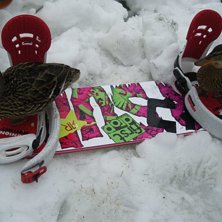 Foto: Freddan. &Aring;kare: Knatte och fnatte.