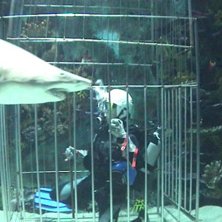 Foto: N&aring;n annan dykare. &Aring;kare: Arvid Holmgren.