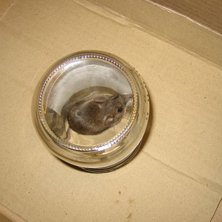 ett husdjur i sk&aring;pet.... Foto: ?. &Aring;kare: en mus.