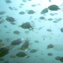 Foto: Lova Ekl&ouml;f.