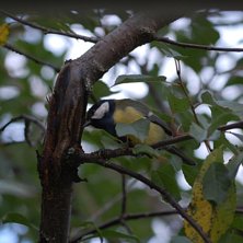 Foto: Dennis Lithander. &Aring;kare: Birdie.