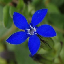 Fj&auml;llgentiana. Foto: Cajsa Nilsson.