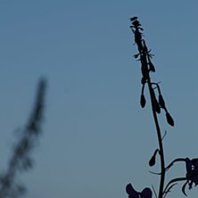 en till fotosession p&aring; hallsta. Foto: jag. &Aring;kare: 2 st ok&auml;nda v&auml;xter.