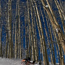 &Aring;ker lite mellan asparna i aspen


Bilden komm. Foto: Faaar. &Aring;kare: Simon Pont&eacute;r.