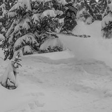 Foto: Adam S&auml;lg. &Aring;kare: Gabriel Bergman.