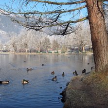 Ankdamm i Gasteinerdalen. Foto: Patric Peippo.