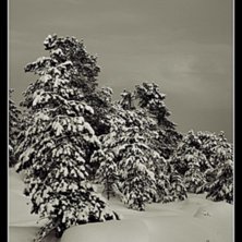 Foto: Peter Tannebo.