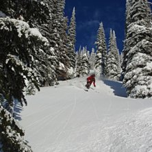 B&auml;ttre skog f&aring;r man leta efter!. Foto: Magnus Johnson. &Aring;kare: Olle Sj&ouml;lin.