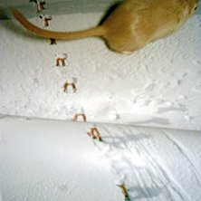 &Auml;nnu en oseri&ouml;s bild fr&aring;n mig...

&Ouml;kenr&aring;tta. Foto: Dennis Asplund. &Aring;kare: Tha rat!.