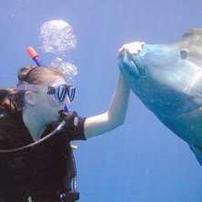 en lite humpheadfisk ute p&aring; the Great Barrier Ree. Foto: ok&auml;nd dykare. &Aring;kare: cilla kjellberg.
