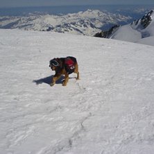 Wow. Foto: Gustav Eriksson. &Aring;kare: En Hund.